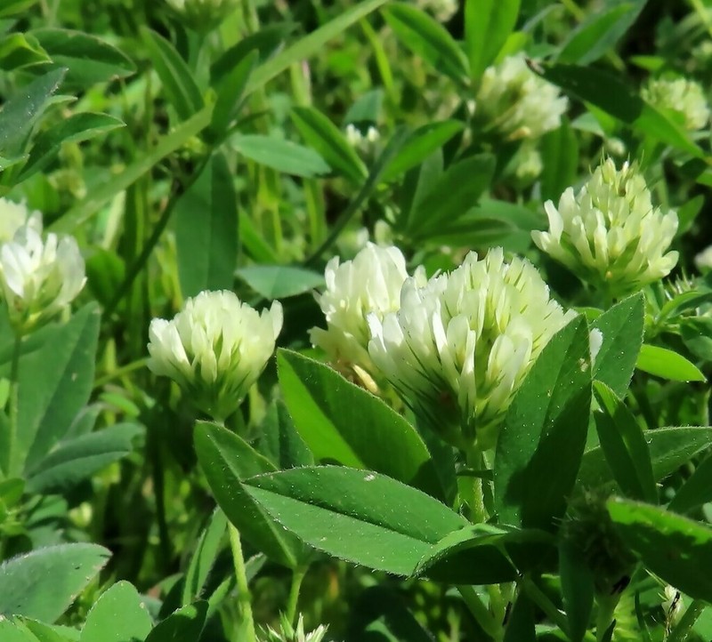 Trifolium constantinopolitanum photo 6