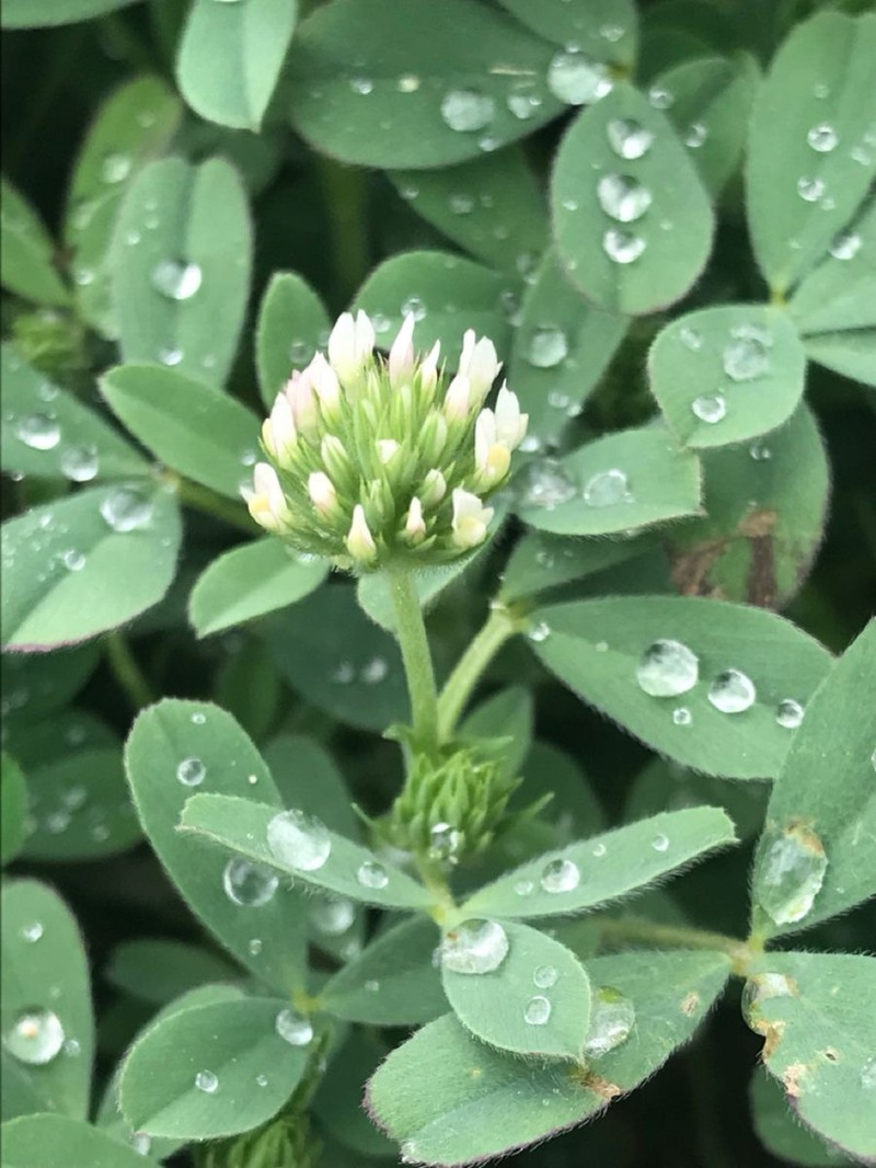Trifolium constantinopolitanum photo 7