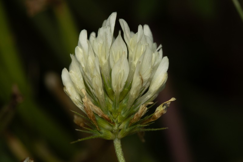 Trifolium constantinopolitanum photo 8