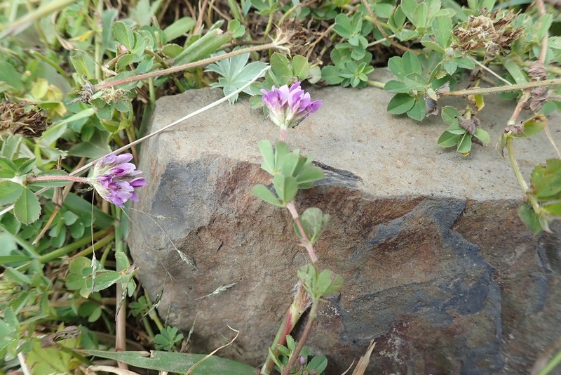 Trifolium cryptopodium photo 2
