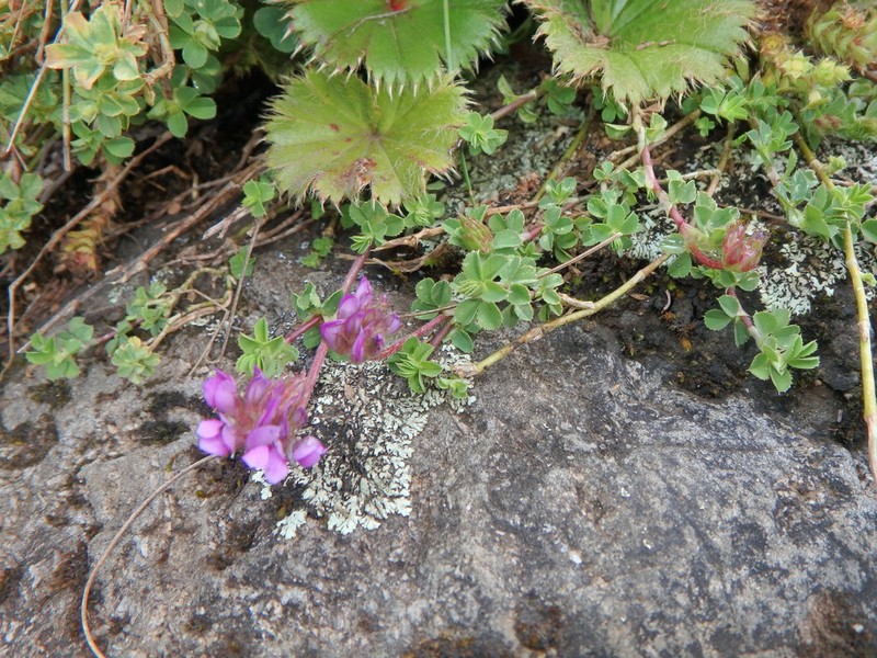 Trifolium cryptopodium photo 3