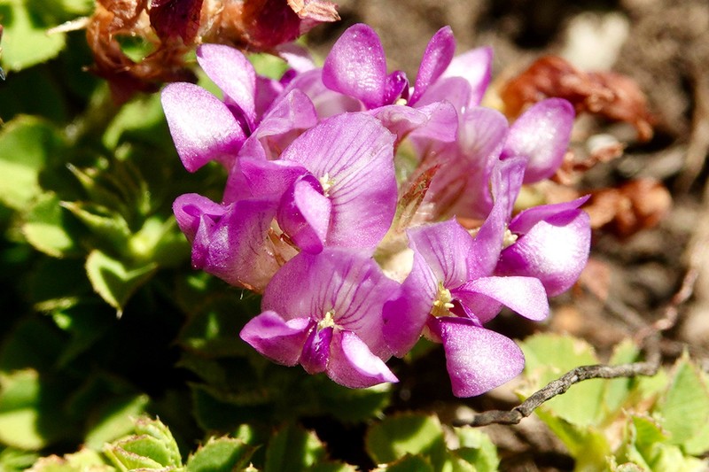 Trifolium cryptopodium photo 4