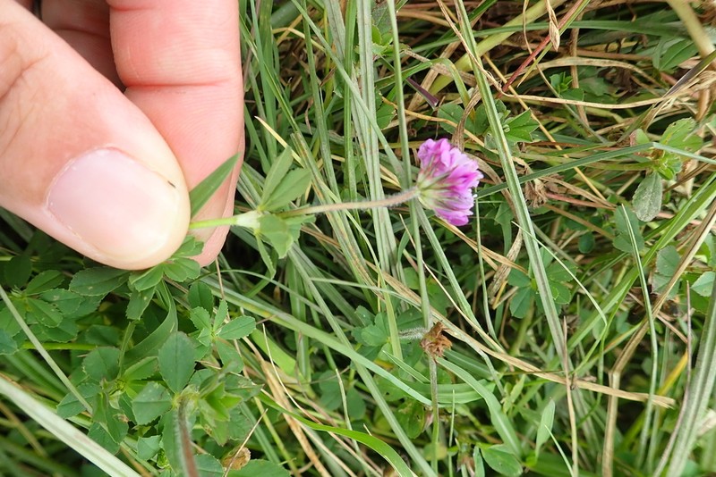 Trifolium cryptopodium photo 5