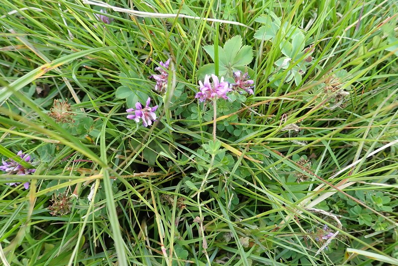 Trifolium cryptopodium photo 6