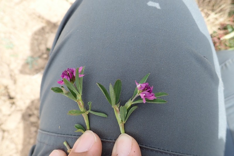 Trifolium cryptopodium photo 7