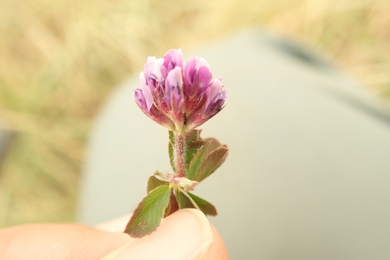 Trifolium cryptopodium photo 8