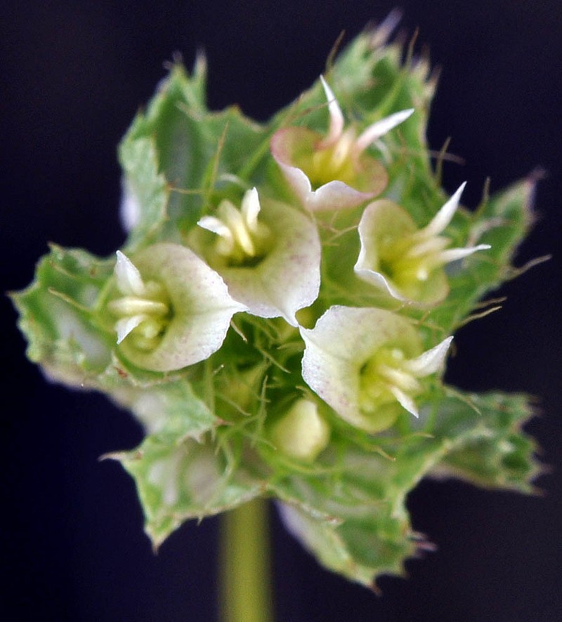 Cup Clover photo 2