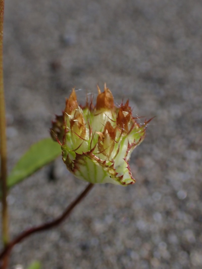 Cup Clover photo 3