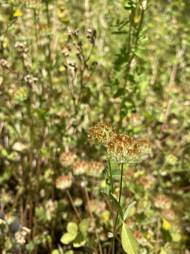 Cup Clover photo 4