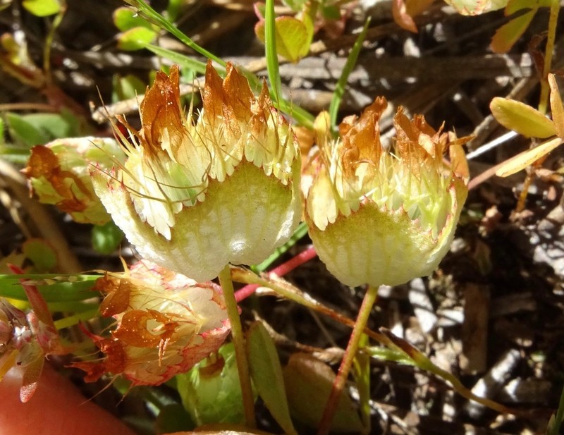 Cup Clover photo 6