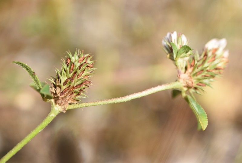 Dalmatian Clover photo 2