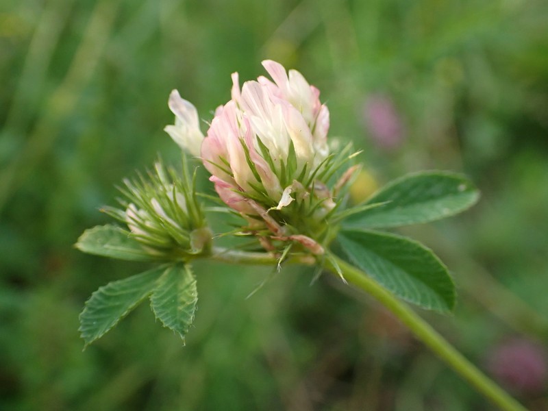 Dalmatian Clover photo 3