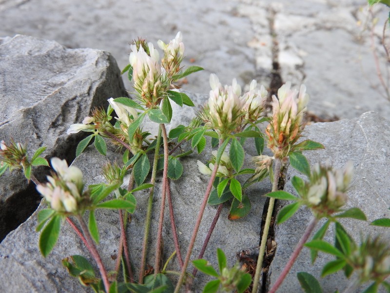 Dalmatian Clover photo 4