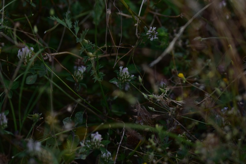 Dalmatian Clover photo 5