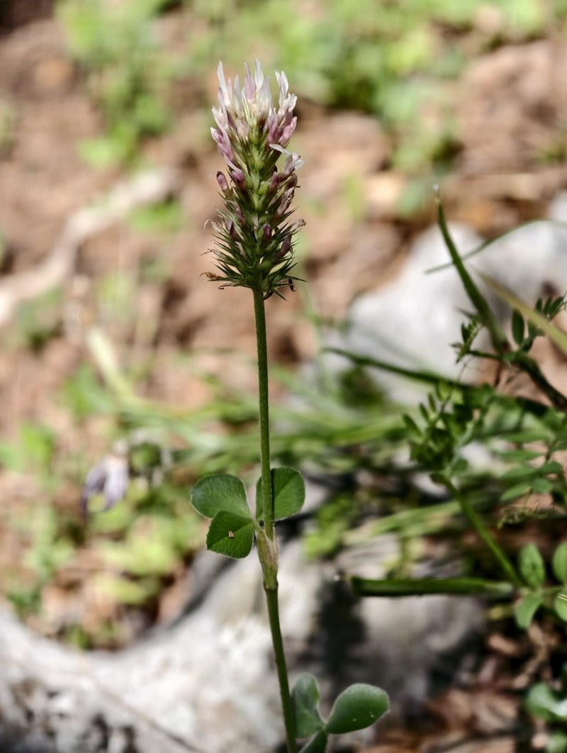 Dalmatian Clover photo 6