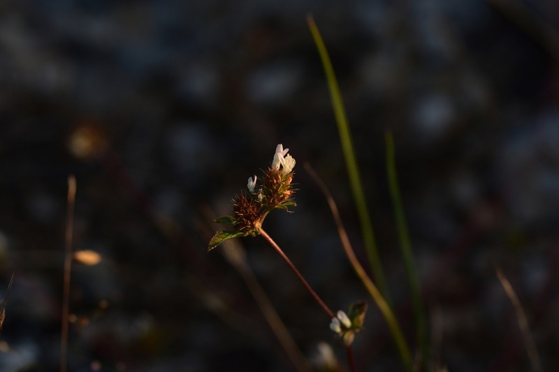 Dalmatian Clover photo 7