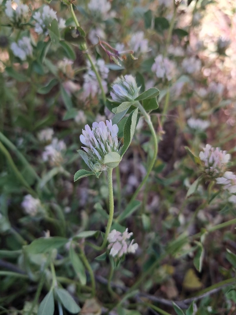 Dalmatian Clover photo 8