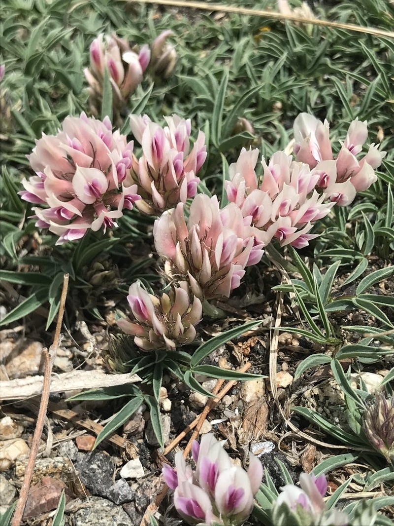 Alpine Clover
