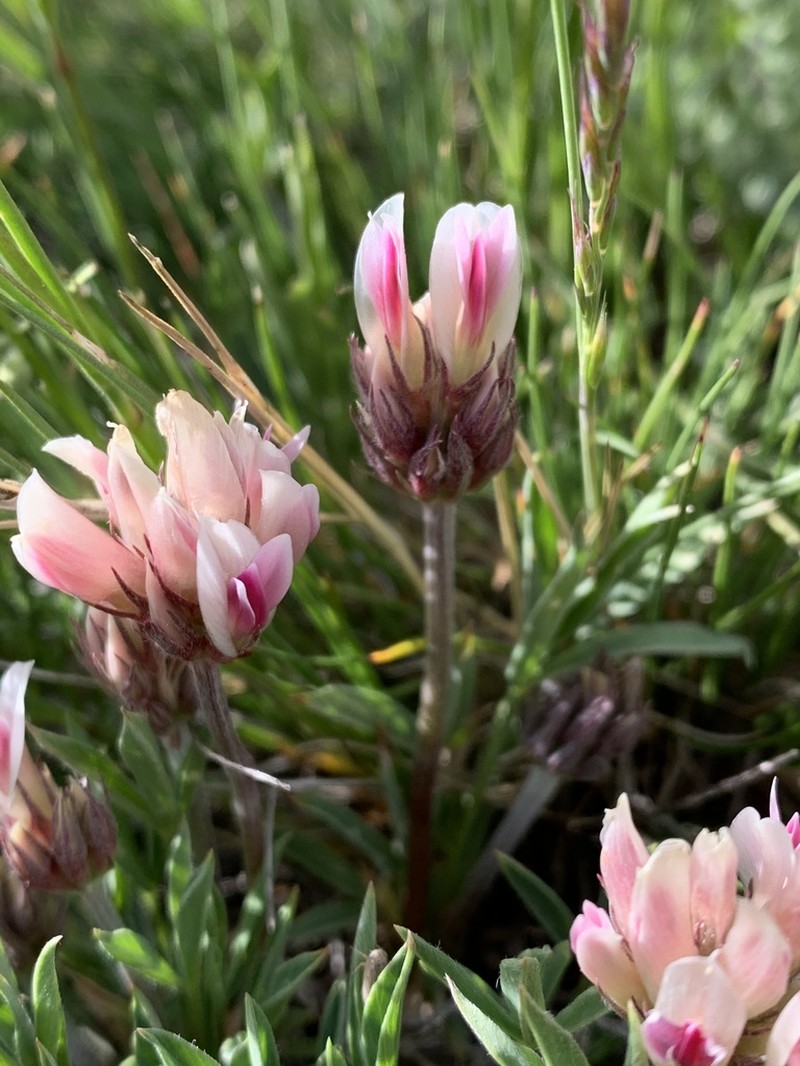 Alpine Clover photo 2
