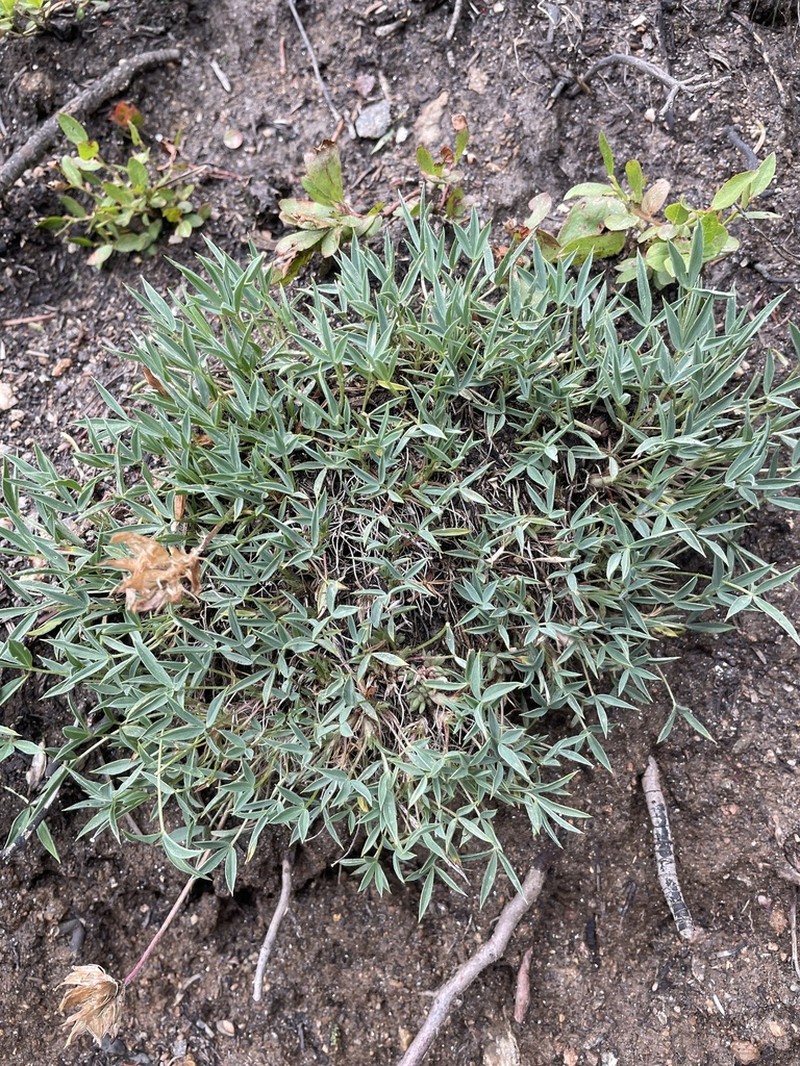 Alpine Clover photo 3