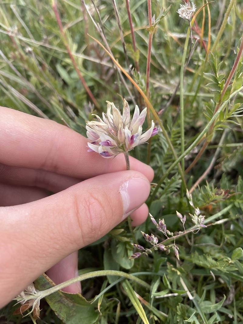 Alpine Clover photo 4