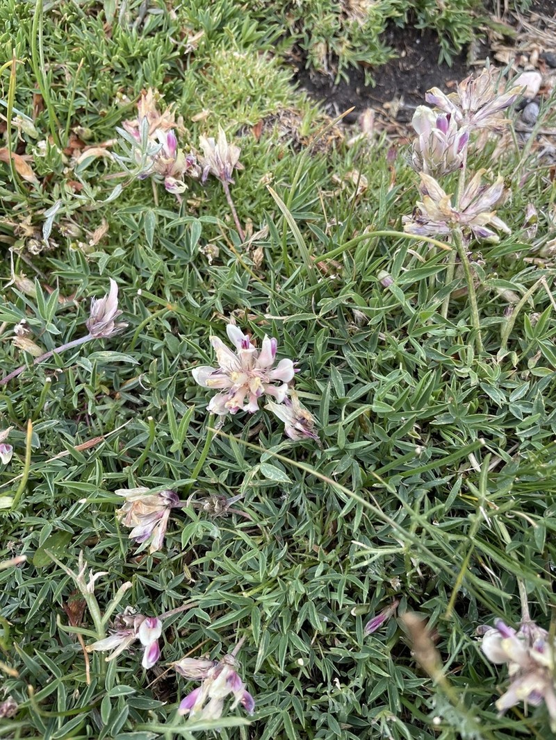 Alpine Clover photo 5