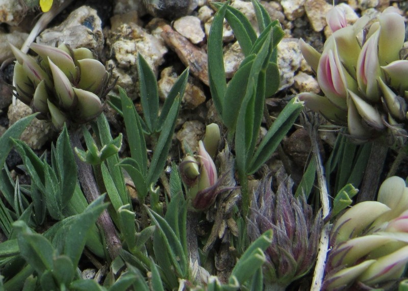 Alpine Clover photo 6