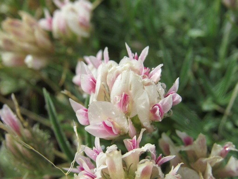 Alpine Clover photo 7