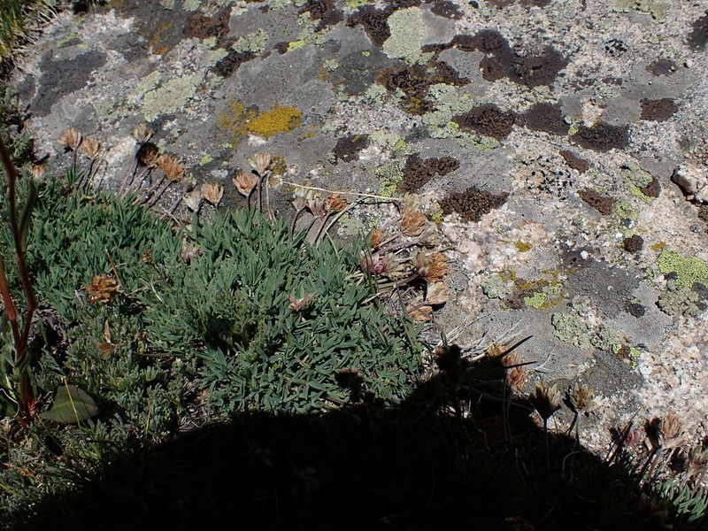 Alpine Clover photo 8