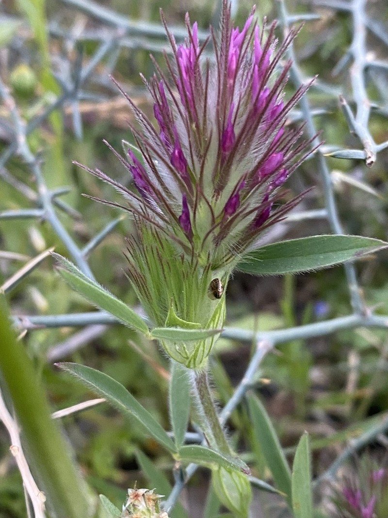 Trifolium dasyurum