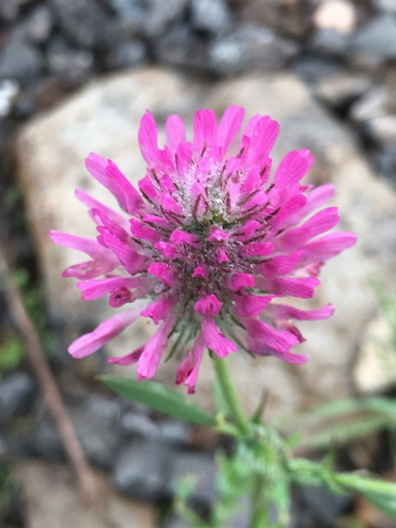 Trifolium dasyurum photo 2