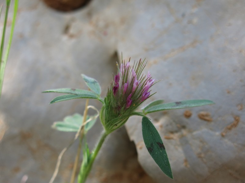 Trifolium dasyurum photo 3