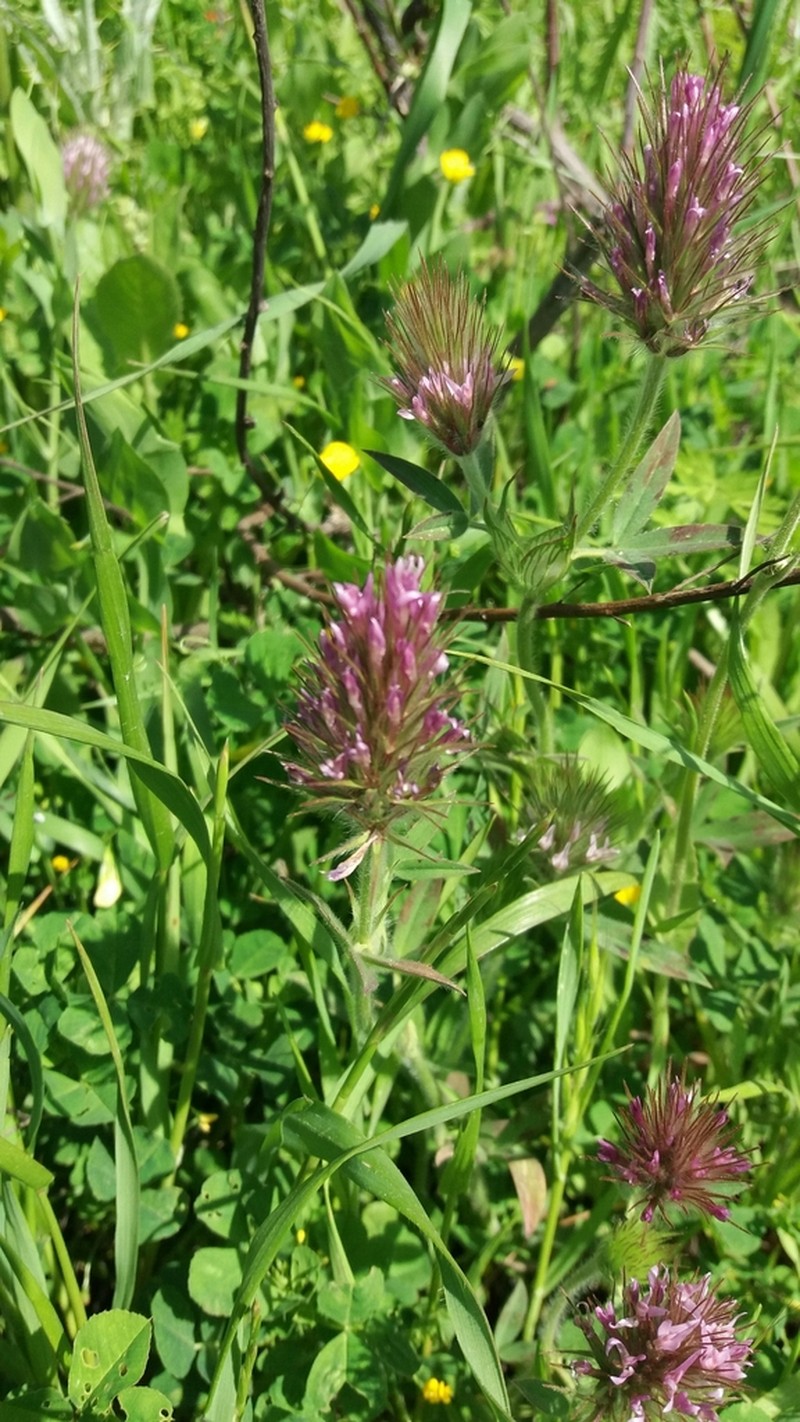 Trifolium dasyurum photo 4