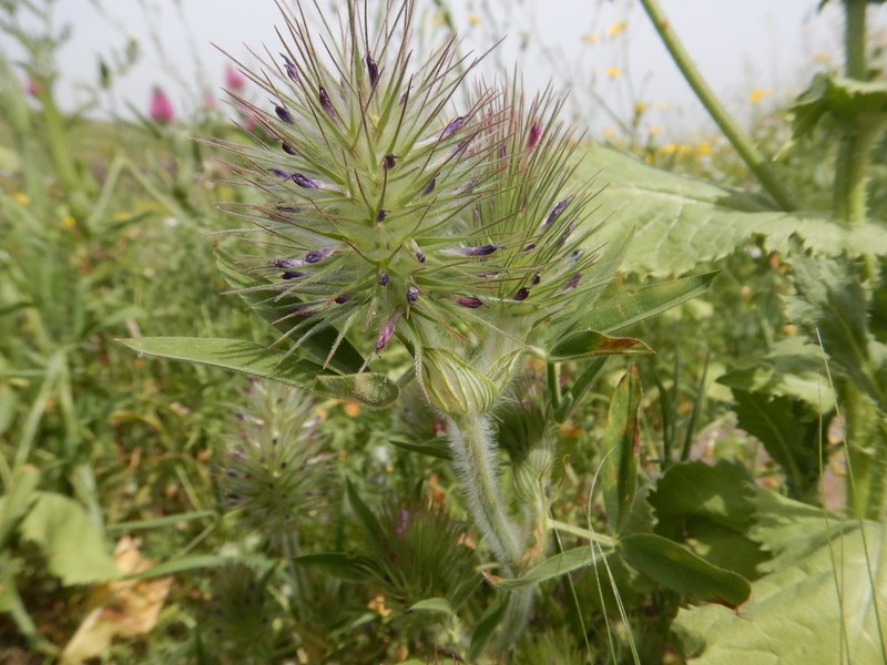 Trifolium dasyurum photo 5