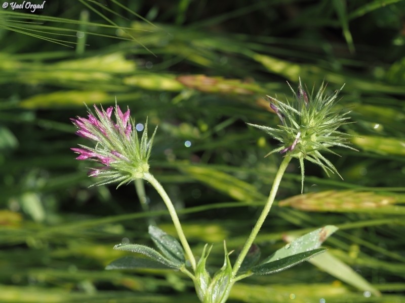 Trifolium dasyurum photo 6