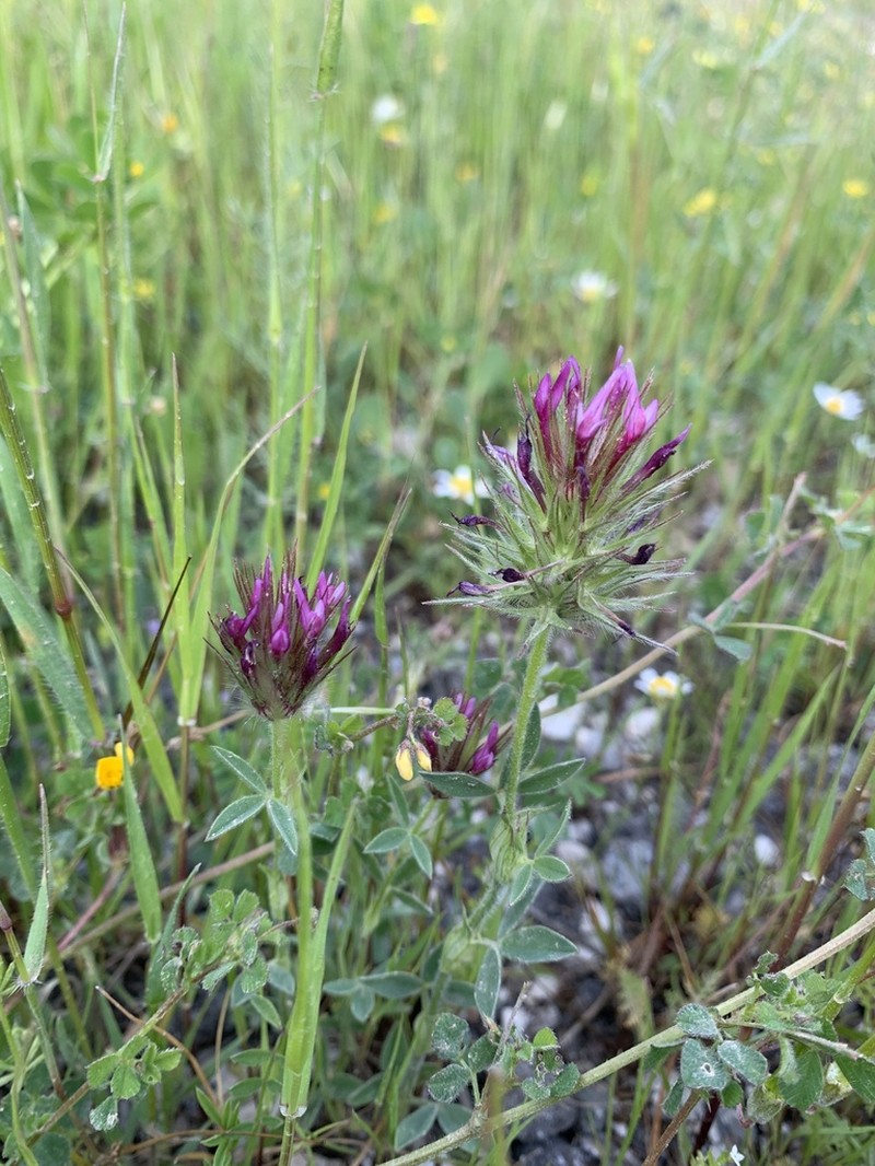 Trifolium dasyurum photo 7