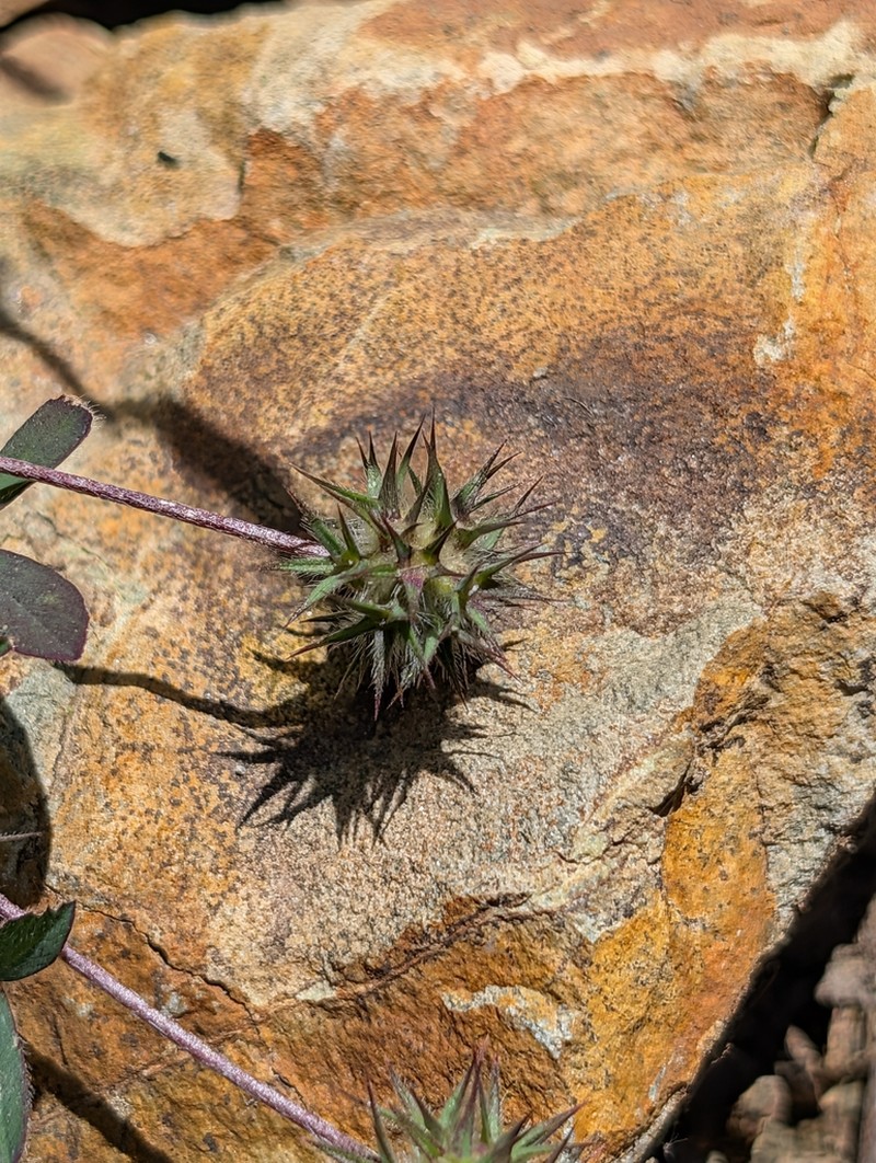 Trifolium dasyurum photo 8