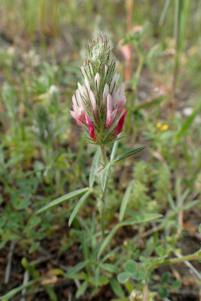 Trifolium dasyurum