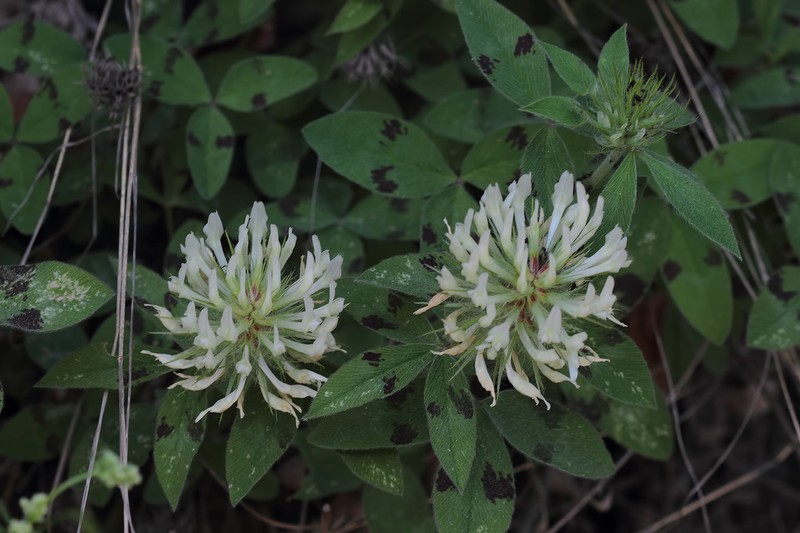 Trifolium davisii