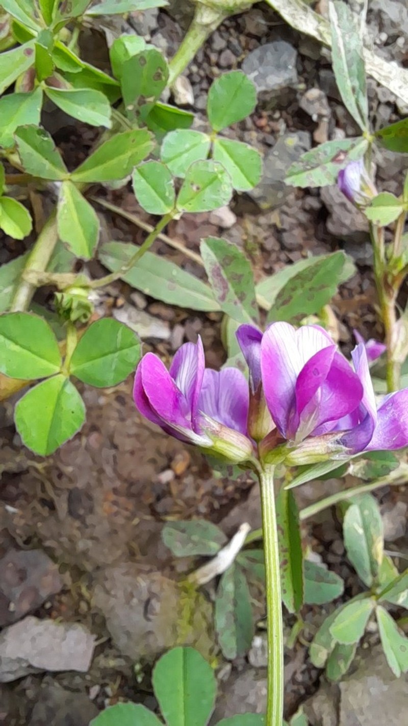 Trifolium decorum