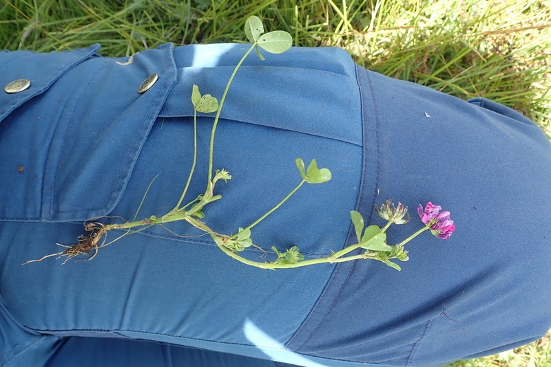 Trifolium decorum photo 2