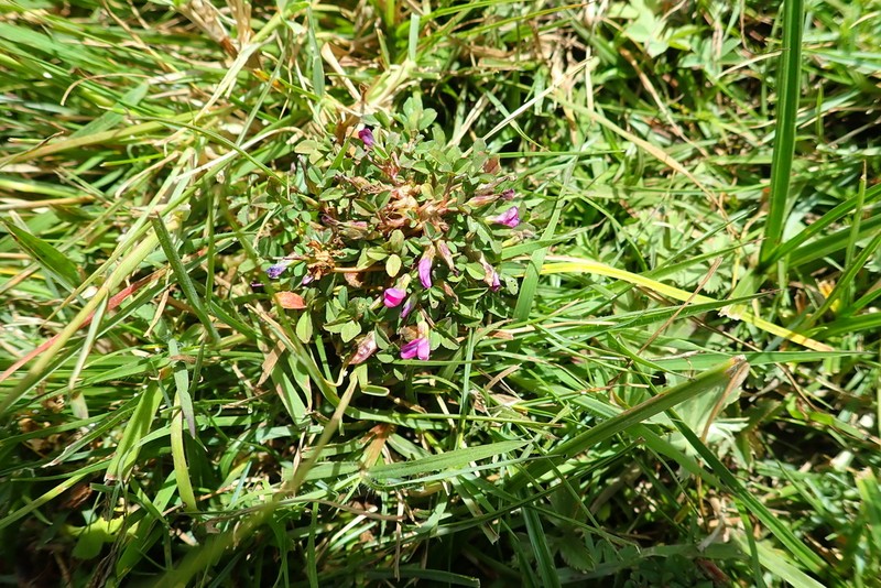 Trifolium decorum photo 3