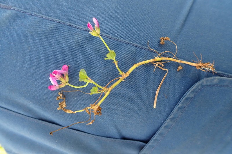 Trifolium decorum photo 4