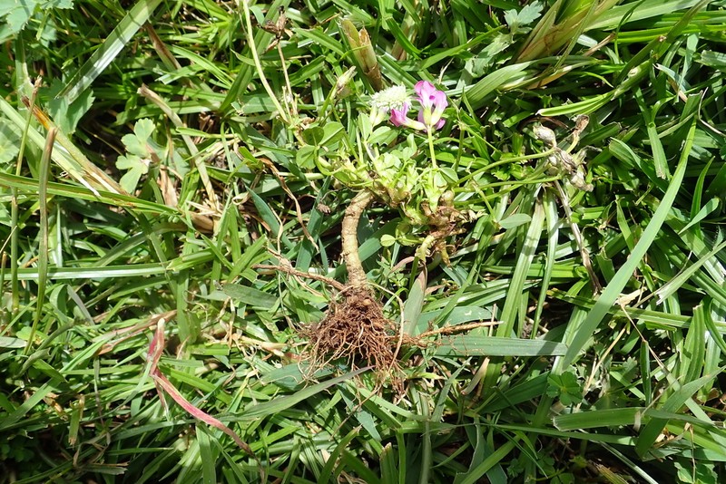 Trifolium decorum photo 5