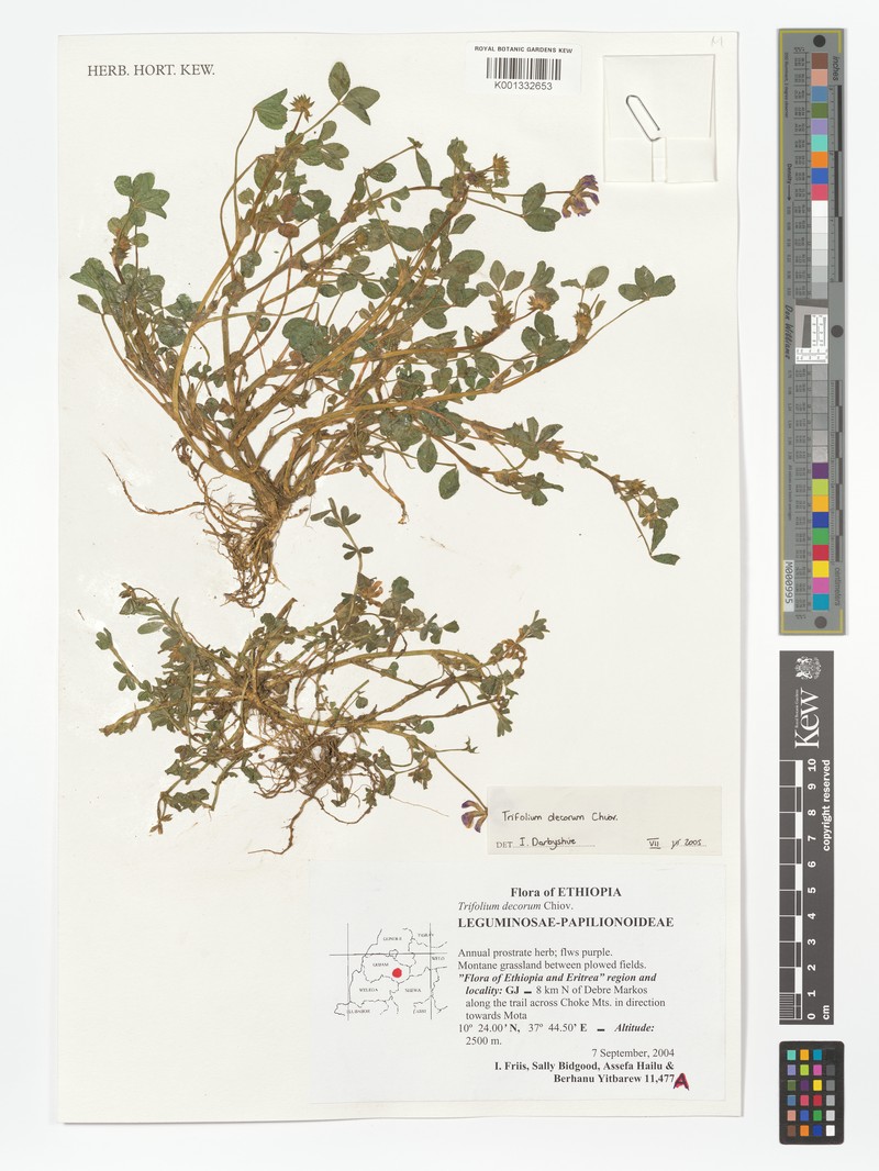 Trifolium decorum photo 6