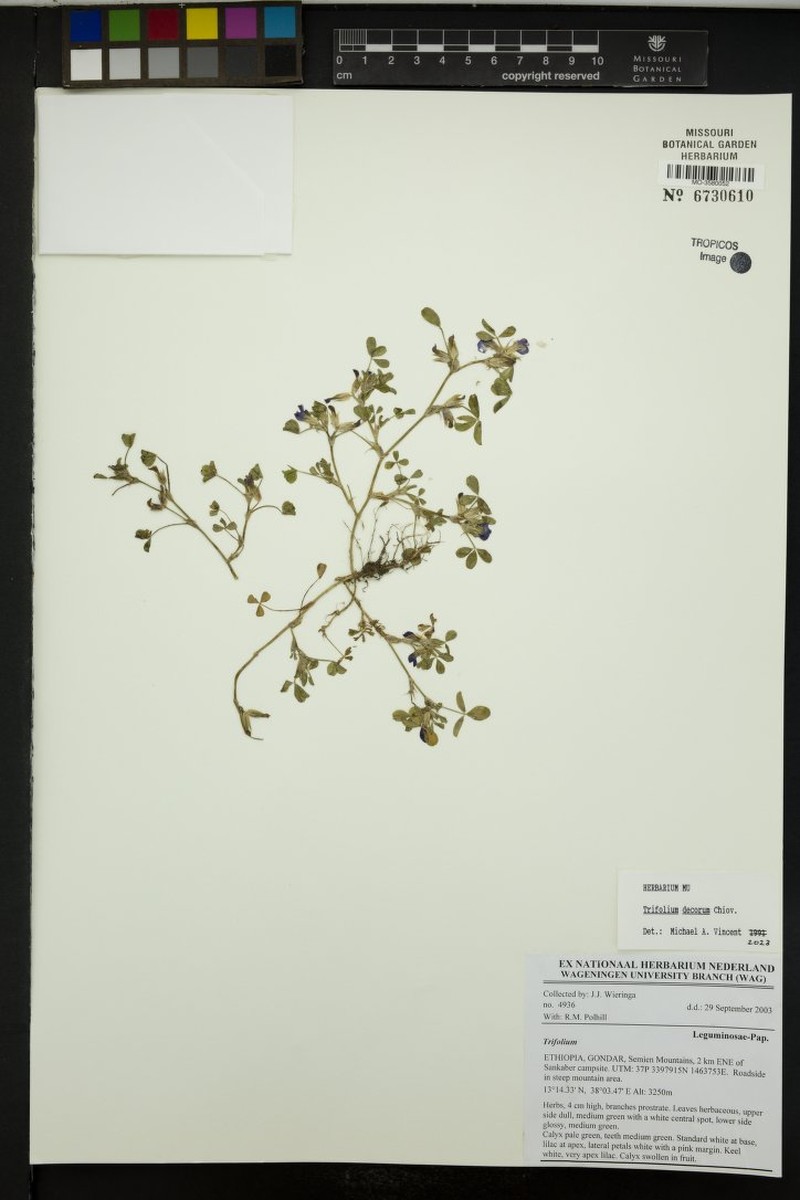 Trifolium decorum photo 7