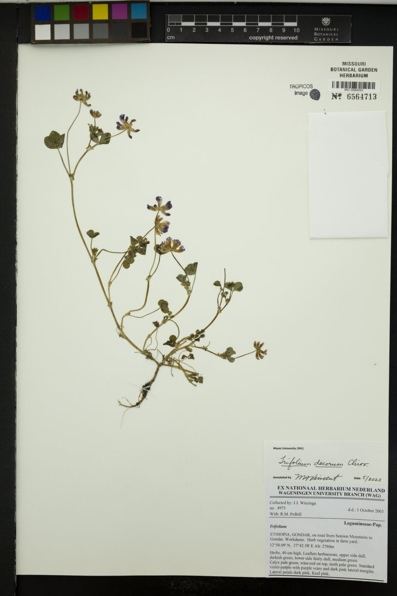 Trifolium decorum photo 8