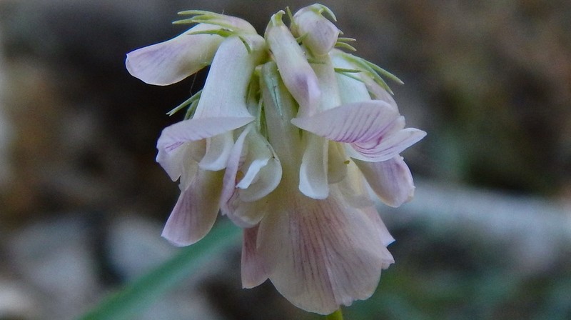 Dedecker's Clover