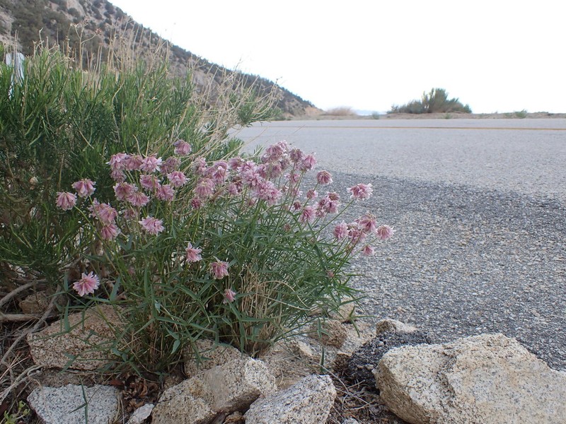 Dedecker's Clover photo 2