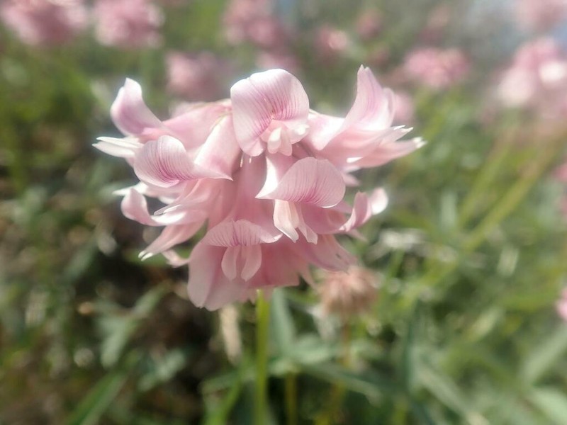 Dedecker's Clover photo 3